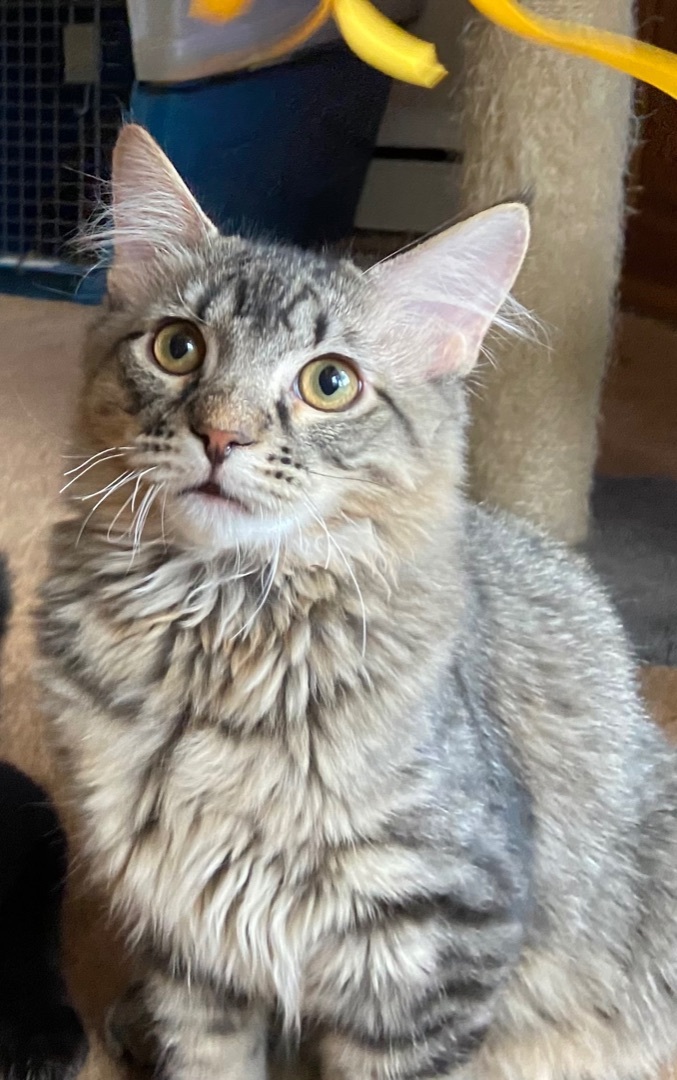 Dobby, a Adoptable Egyptian Mau in Independence, MO image 2/6