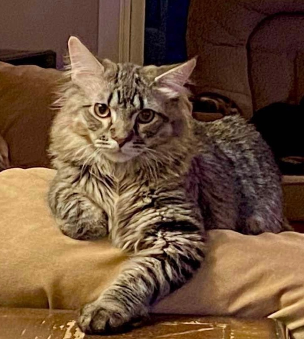 Dobby, a Adoptable Egyptian Mau in Independence, MO image 3/6