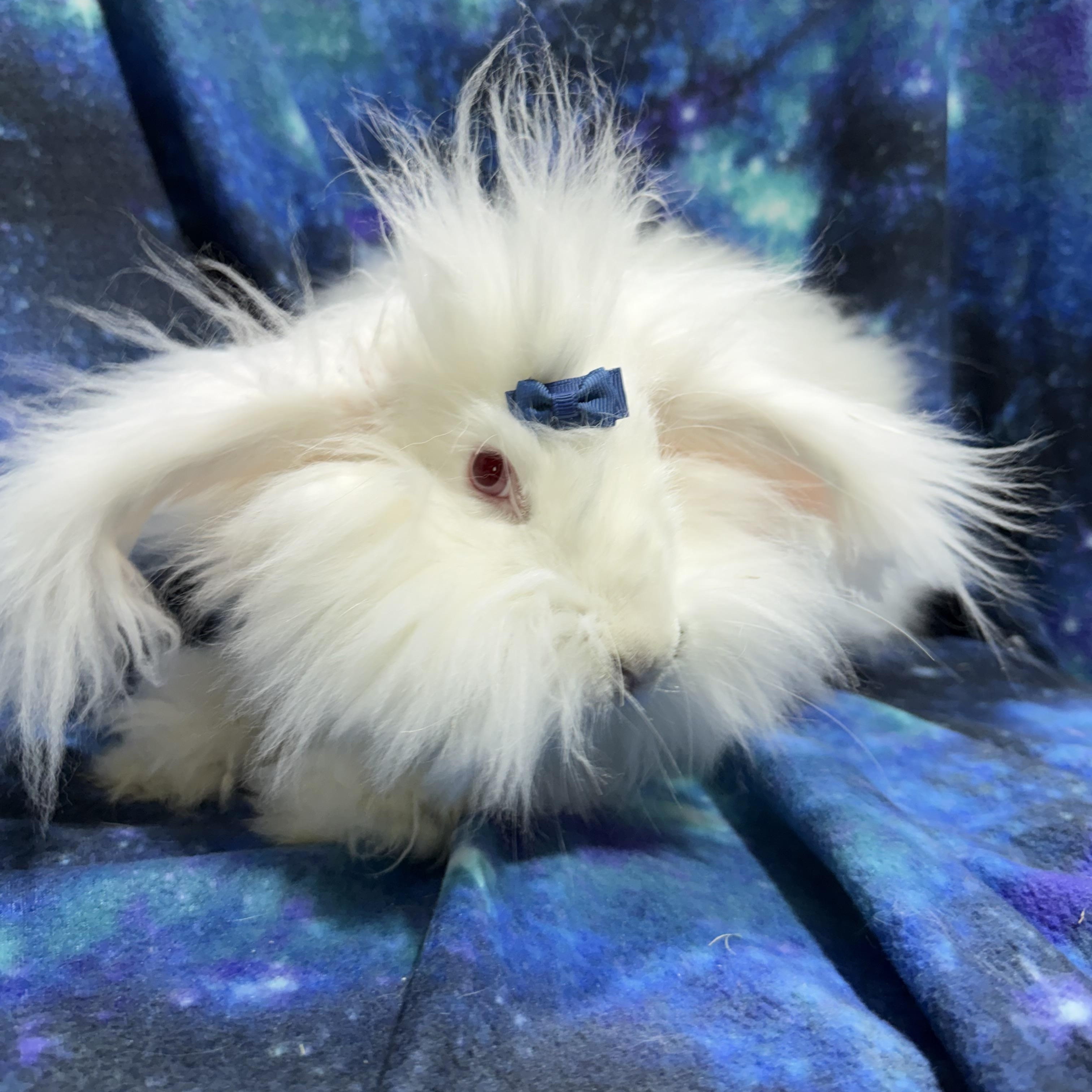 Enlarge Muppet , a ADOPTABLE Angora Rabbit in Howell, NJ image 1/1