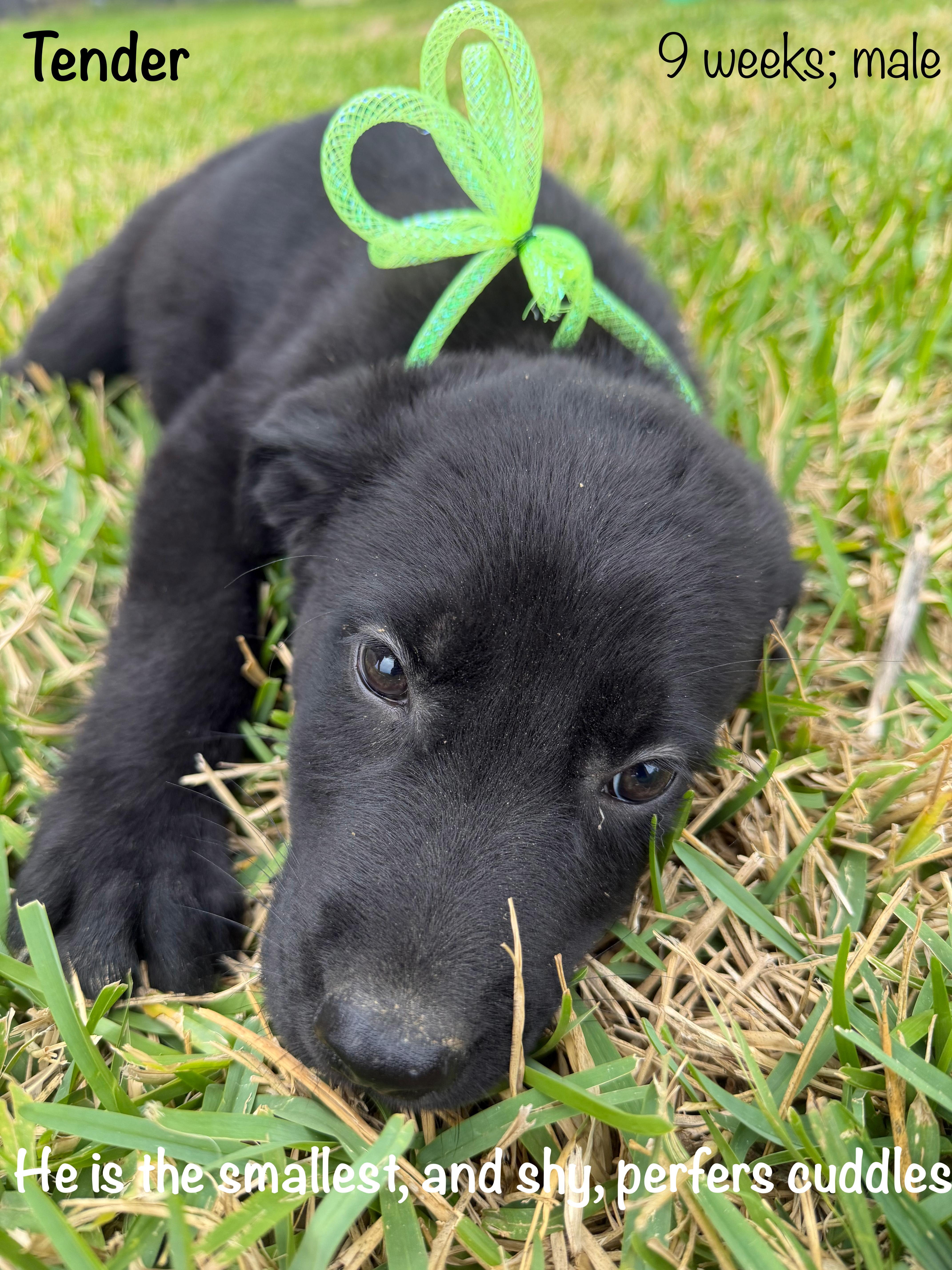Tender, adopted, Puppy Male Black Labrador Retriever & German Shepherd Dog.