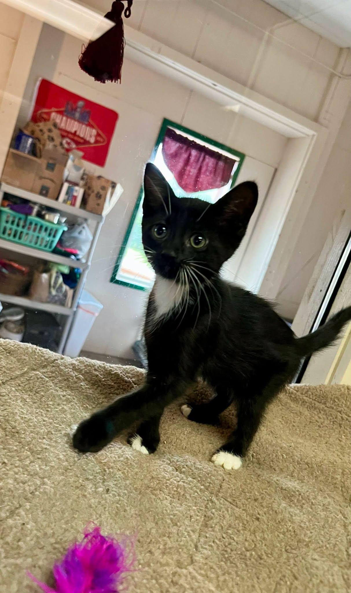 Prince, Adoptable, Kitten Male Domestic Short Hair.