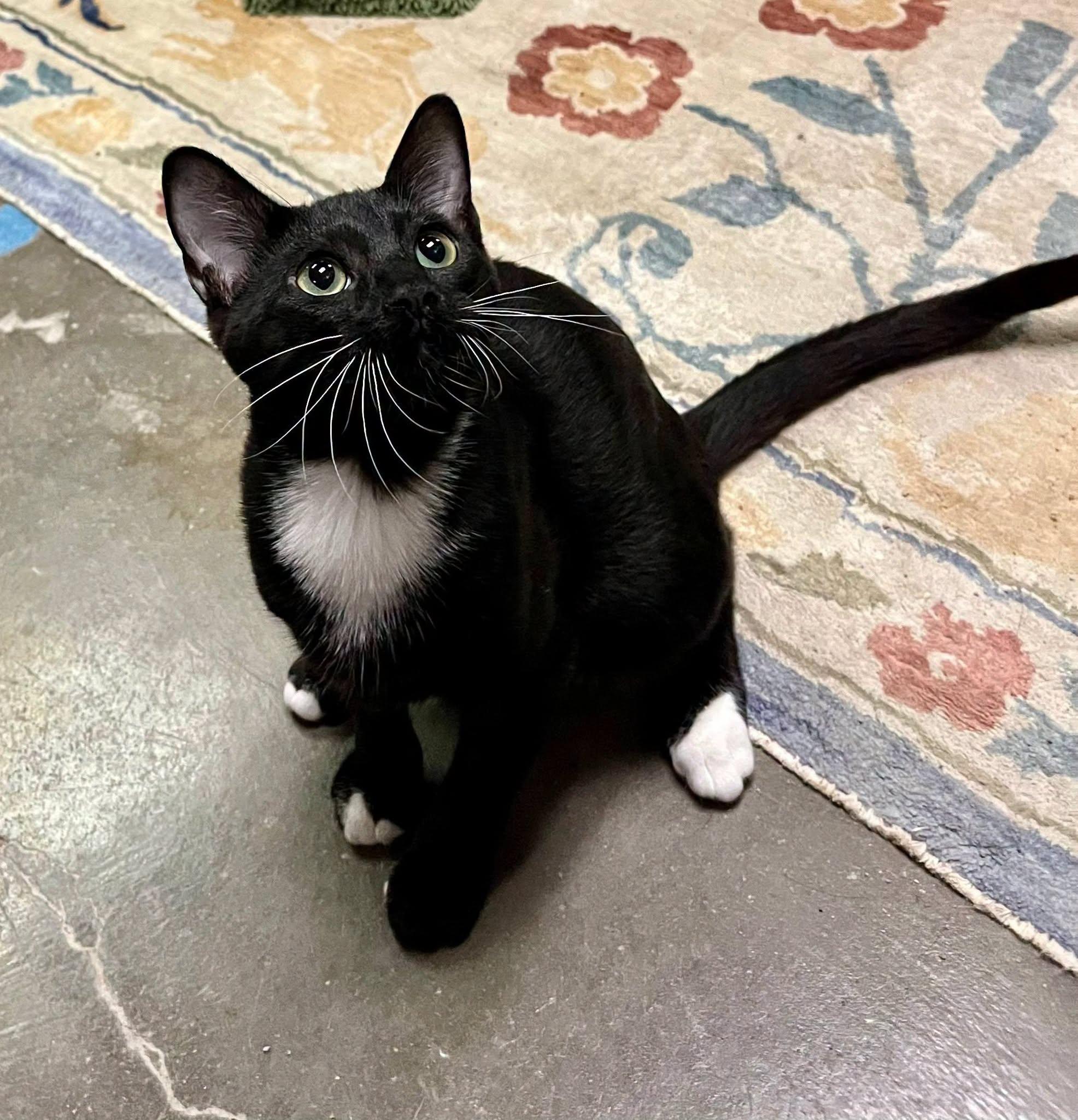 Enlarge Prince, a Adoptable Domestic Short Hair in Leavenworth, KS image 2/2