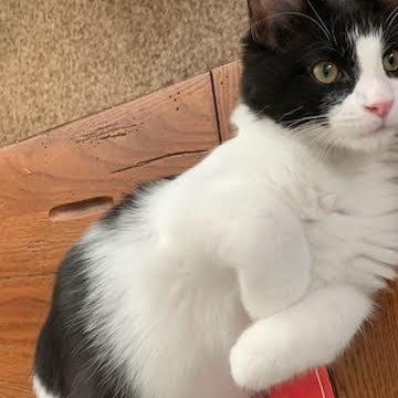 Mr. Oreo (super friendly and playful), a Adoptable mixed breed in Macomb, MI image 3/3