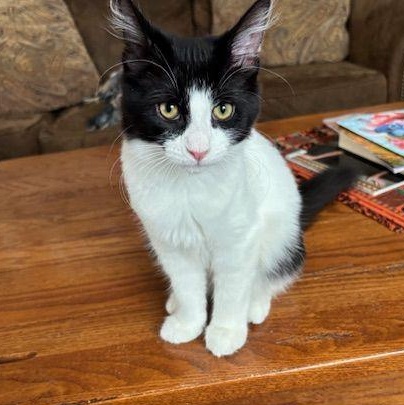 Mr. Oreo (super friendly and playful), a Adoptable mixed breed in Macomb, MI image 2/3