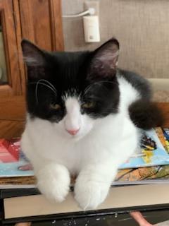 Mr. Oreo (super friendly and playful), Adoptable, Young Male Domestic Medium Hair.