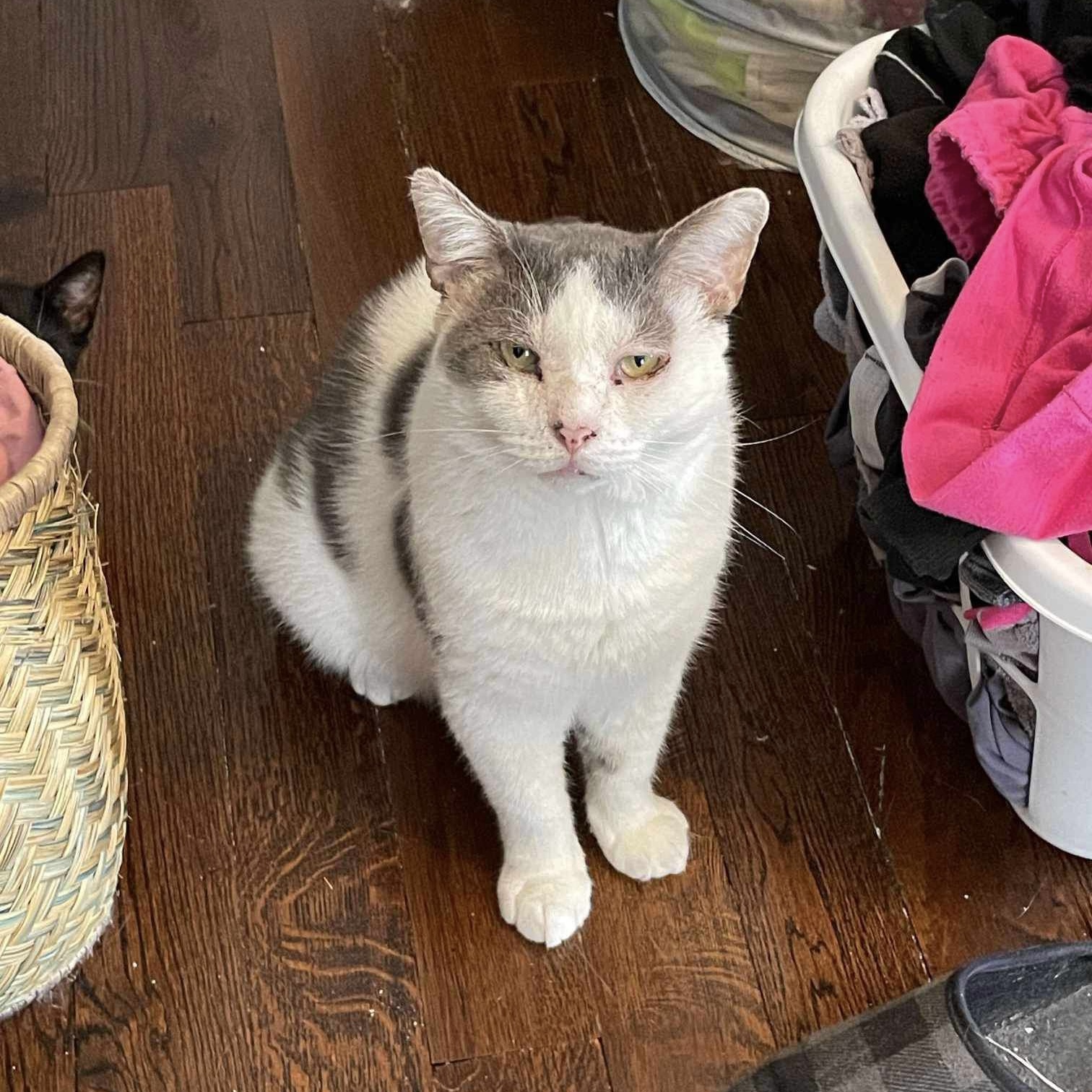 Billie, a Adoptable Domestic Short Hair in Manchester, CT image 5/6