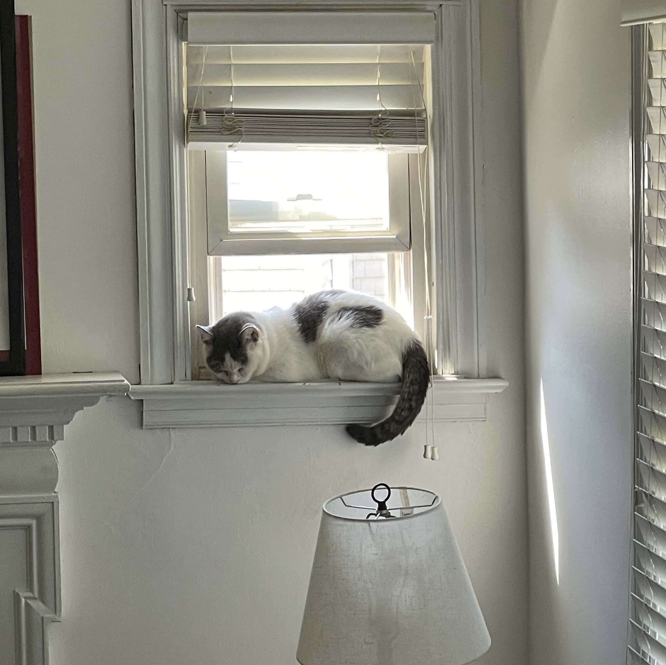 Billie, a Adoptable Domestic Short Hair in Manchester, CT image 3/6