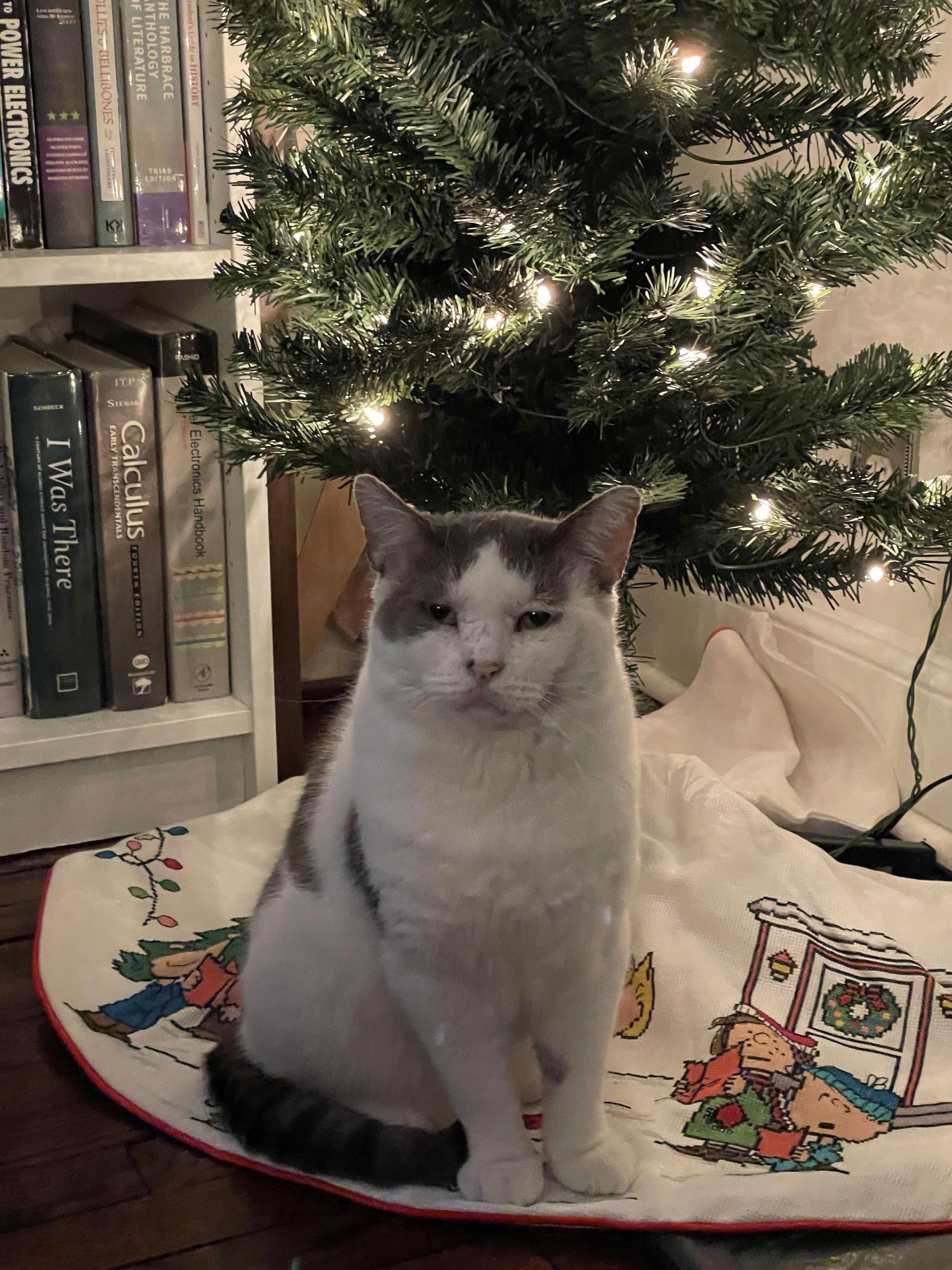 Billie, a Adoptable Domestic Short Hair in Manchester, CT image 2/6