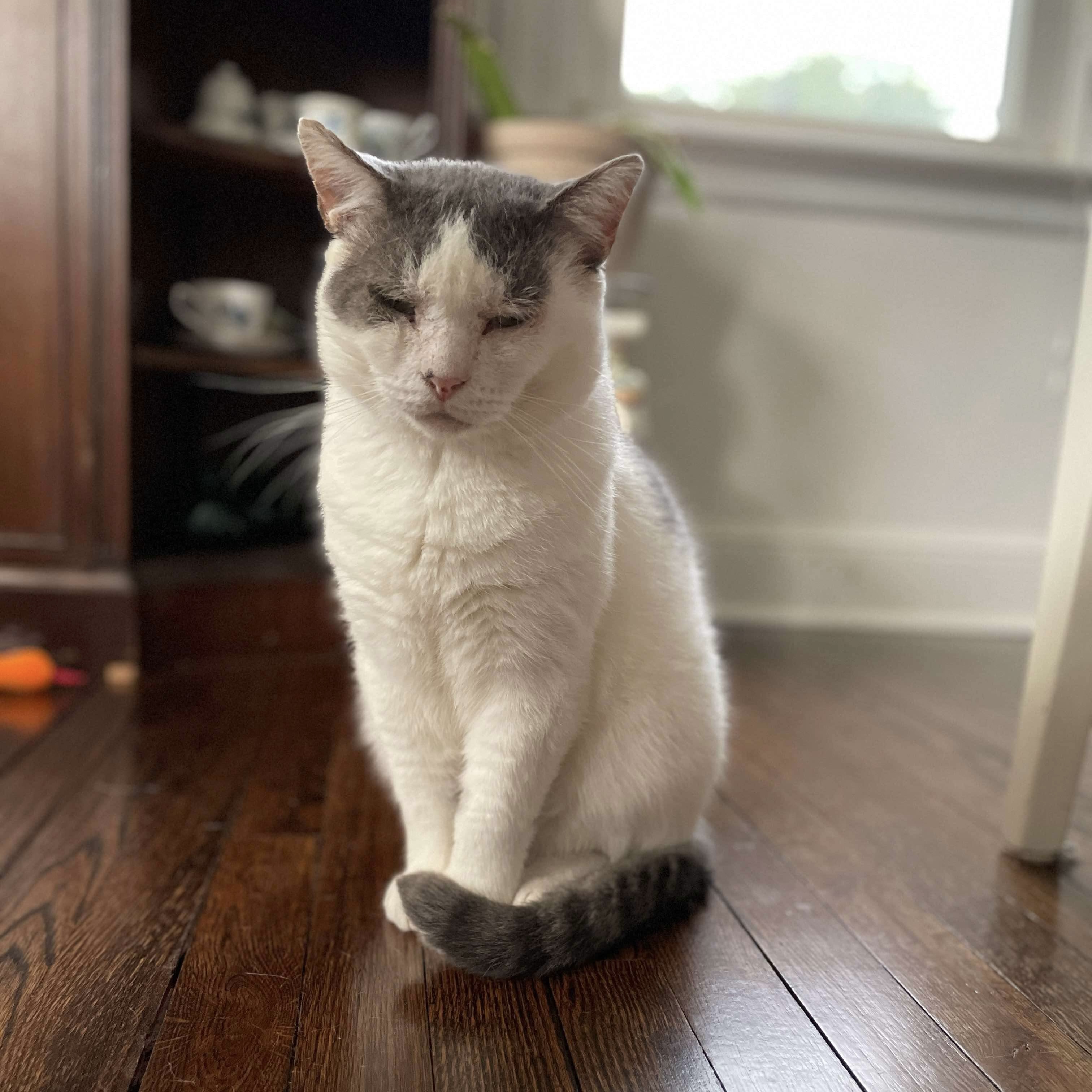 Billie, Adoptable, Adult Male Domestic Short Hair.