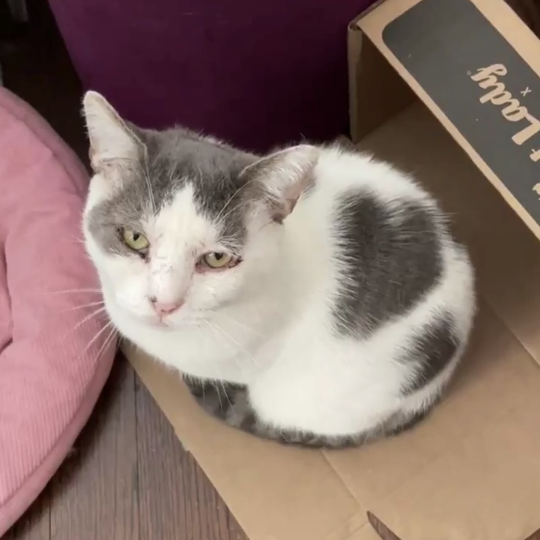 Billie, a Adoptable Domestic Short Hair in Manchester, CT image 4/6