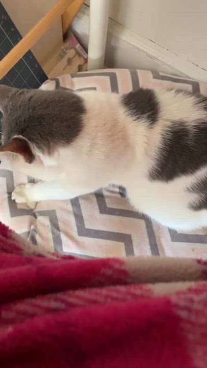 Enlarge Billie, a Adoptable Domestic Short Hair in Manchester, CT video 6/6