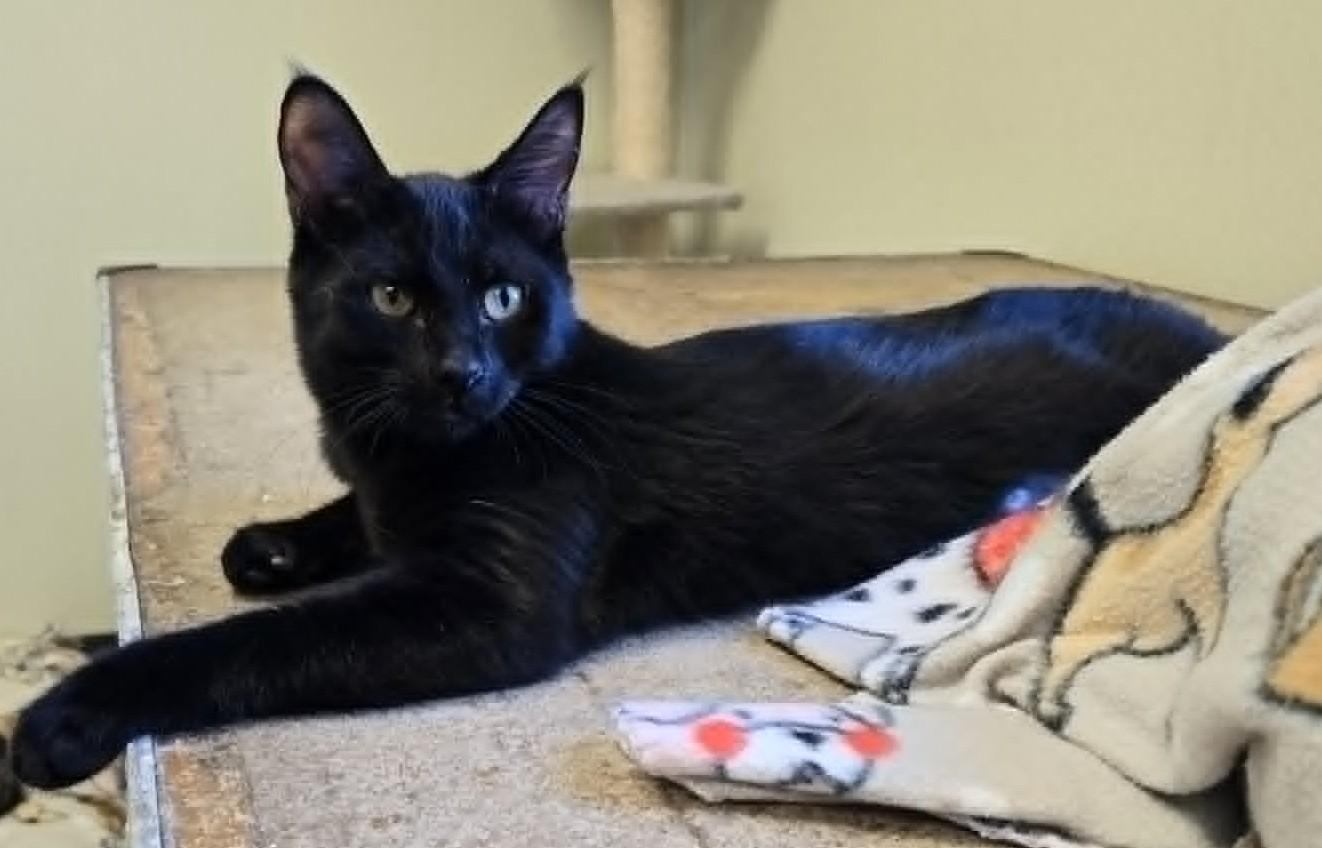 Jet, Adoptable, Young Female Domestic Short Hair.