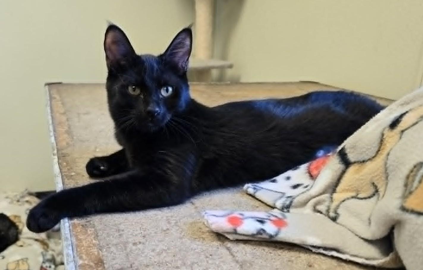 Enlarge Jet, a Adoptable Domestic Short Hair in Larned, KS image 2/2