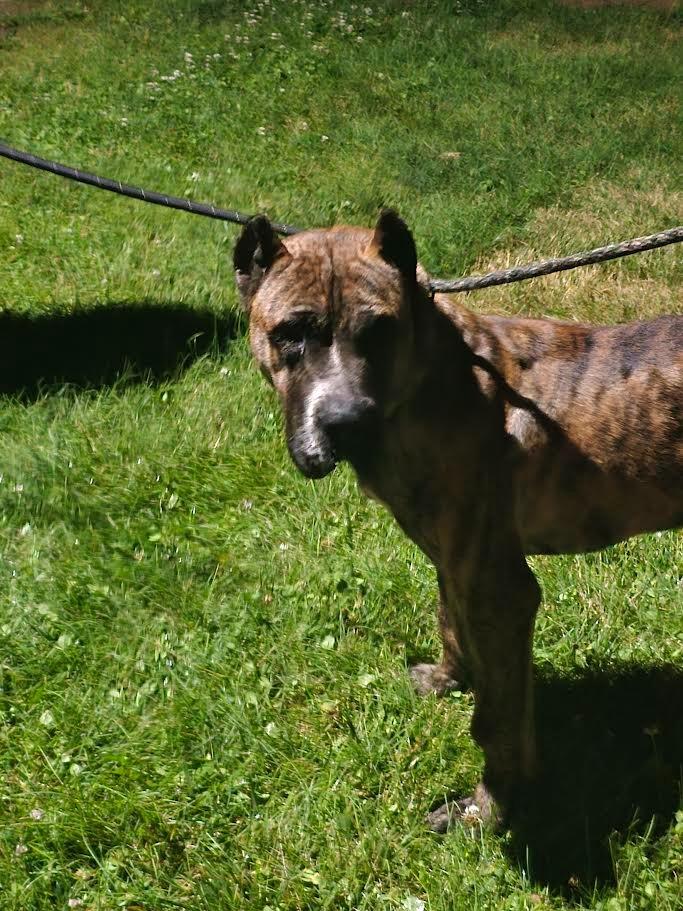 Treble, Adoptable, Young Male Presa Canario.