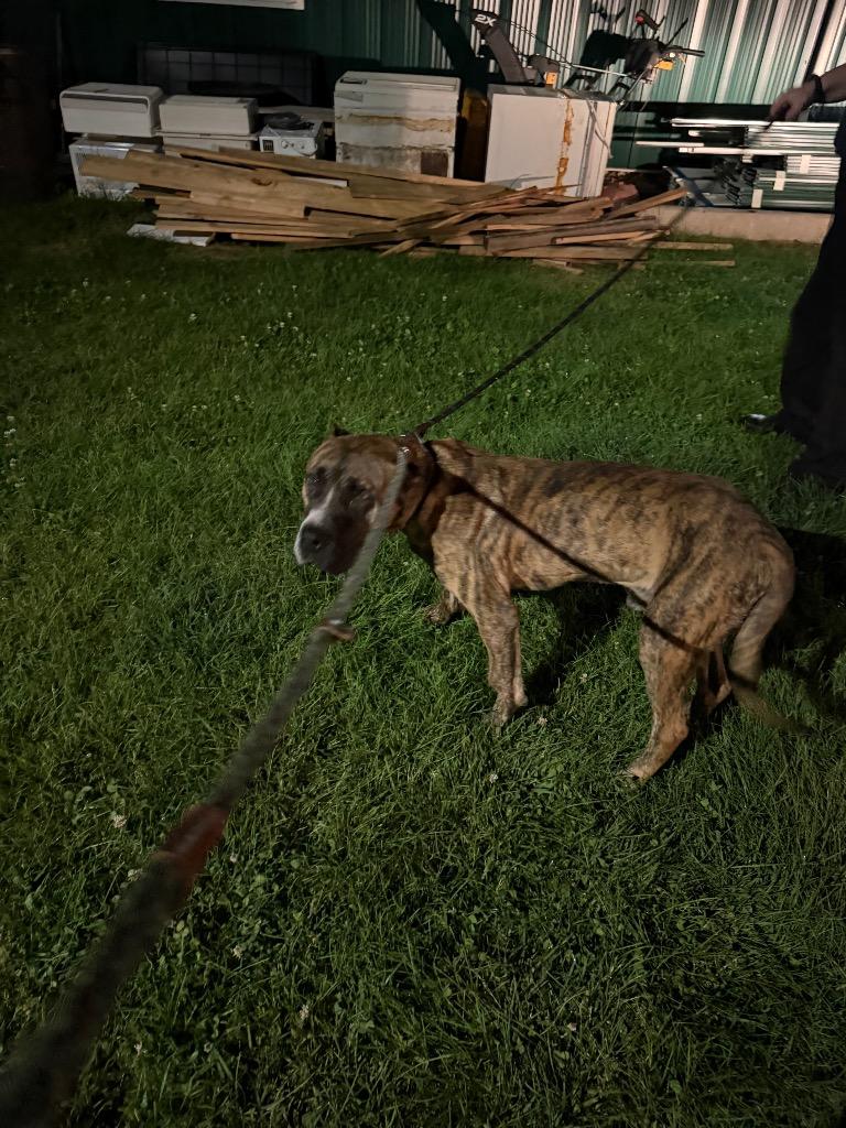 Enlarge Treble, a Adoptable Presa Canario in Glenfield, NY image 3/6