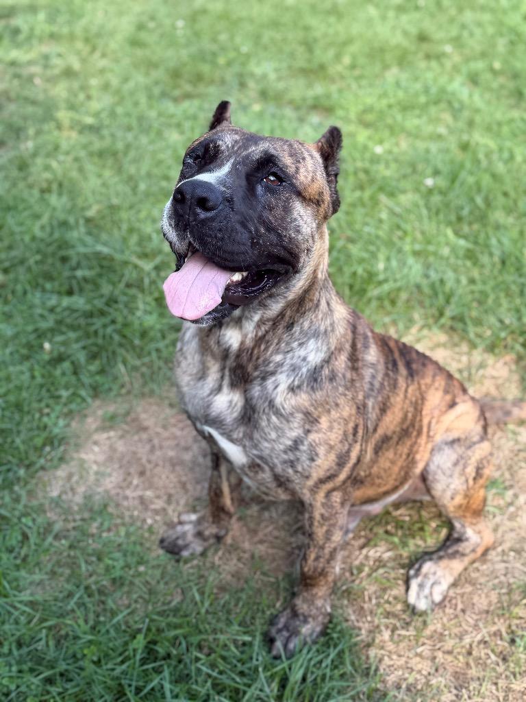 Enlarge Treble, a Adoptable Presa Canario in Glenfield, NY image 6/6