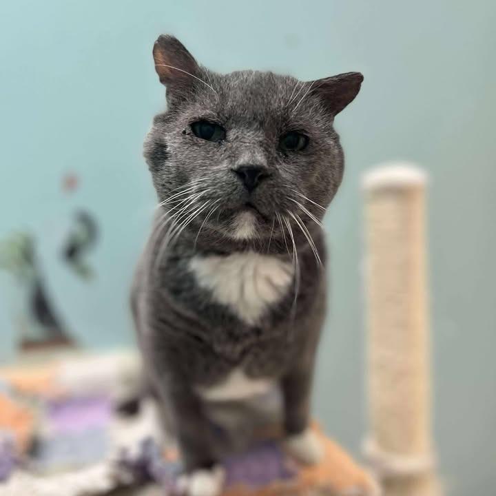 Max, Adoptable, Senior Male Domestic Short Hair.