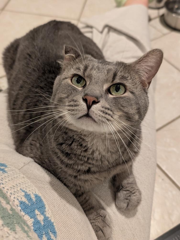 Dodge, Adoptable, Adult Male Domestic Short Hair.