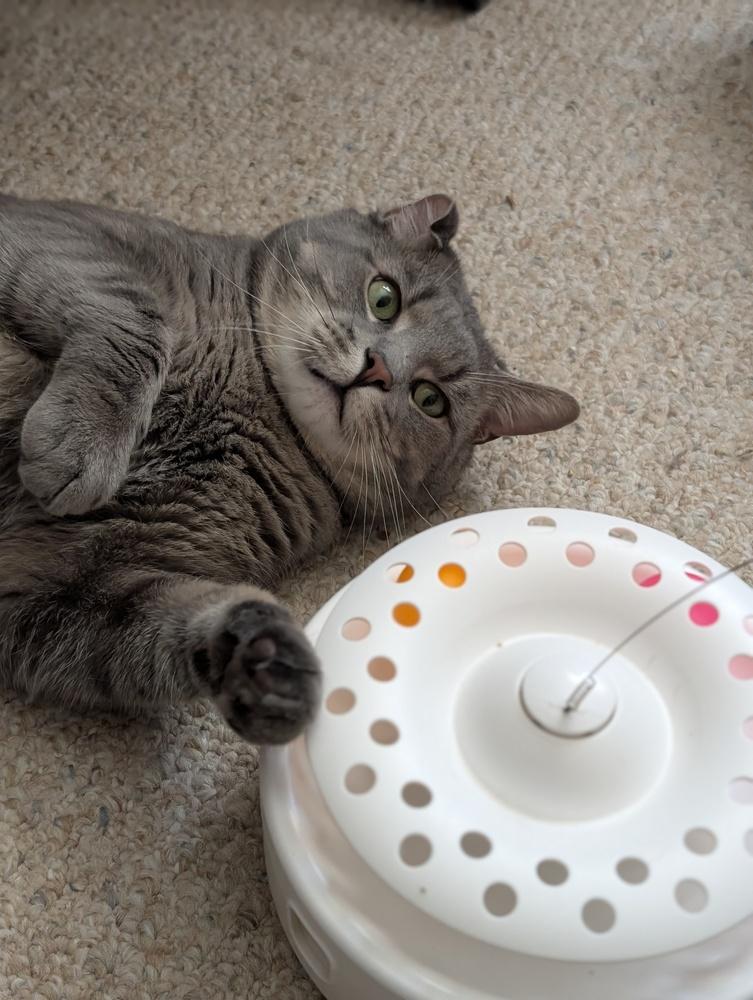 Enlarge Dodge, a Adoptable Domestic Short Hair in Duxbury, MA image 2/4