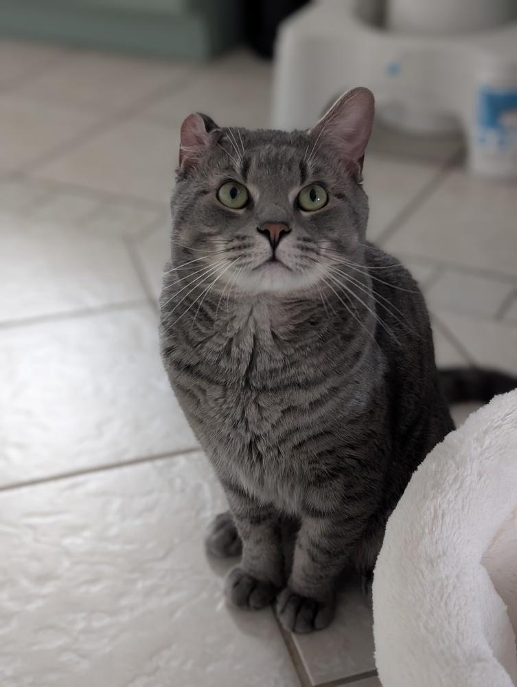 Enlarge Dodge, a Adoptable Domestic Short Hair in Duxbury, MA image 2/3