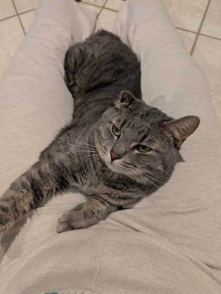 Enlarge Dodge, a Adoptable Domestic Short Hair in Duxbury, MA image 3/3