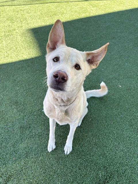 Enlarge TREFOILS, a Adoptable mixed breed in Castaic, CA image 1/1