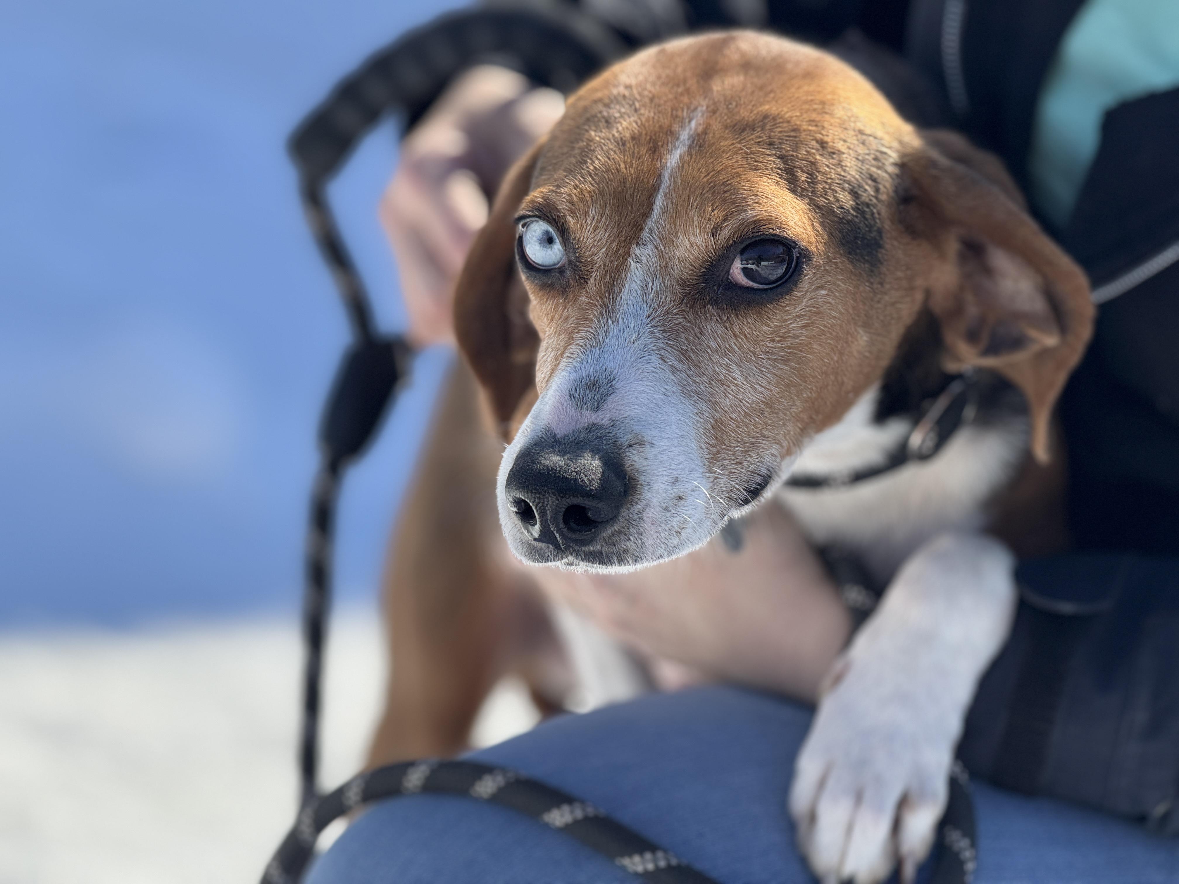 Enlarge Igor, an adopted mixed breed in Richmond, VA image 5/6