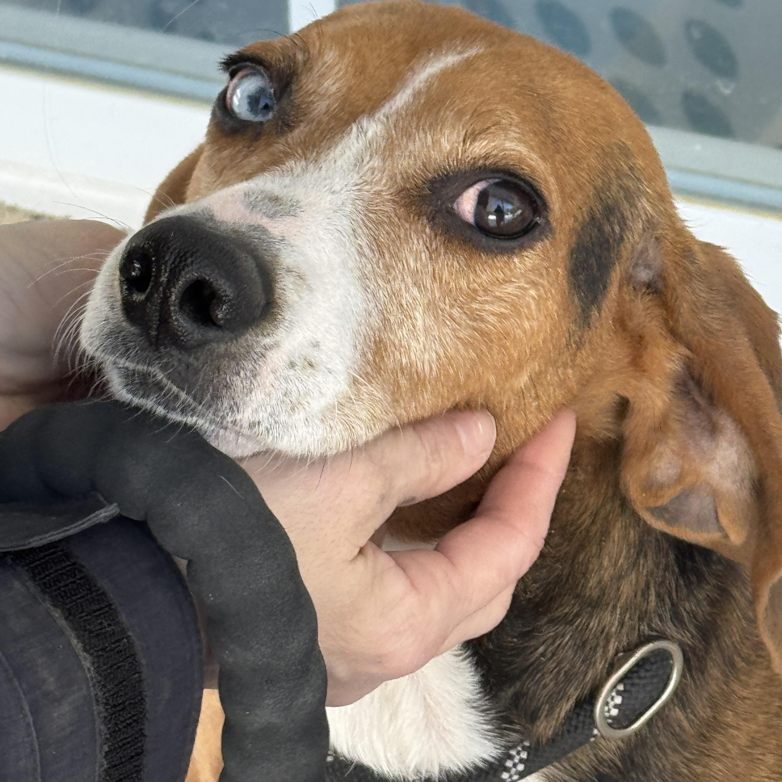 Enlarge Igor, an adopted mixed breed in Richmond, VA image 6/6