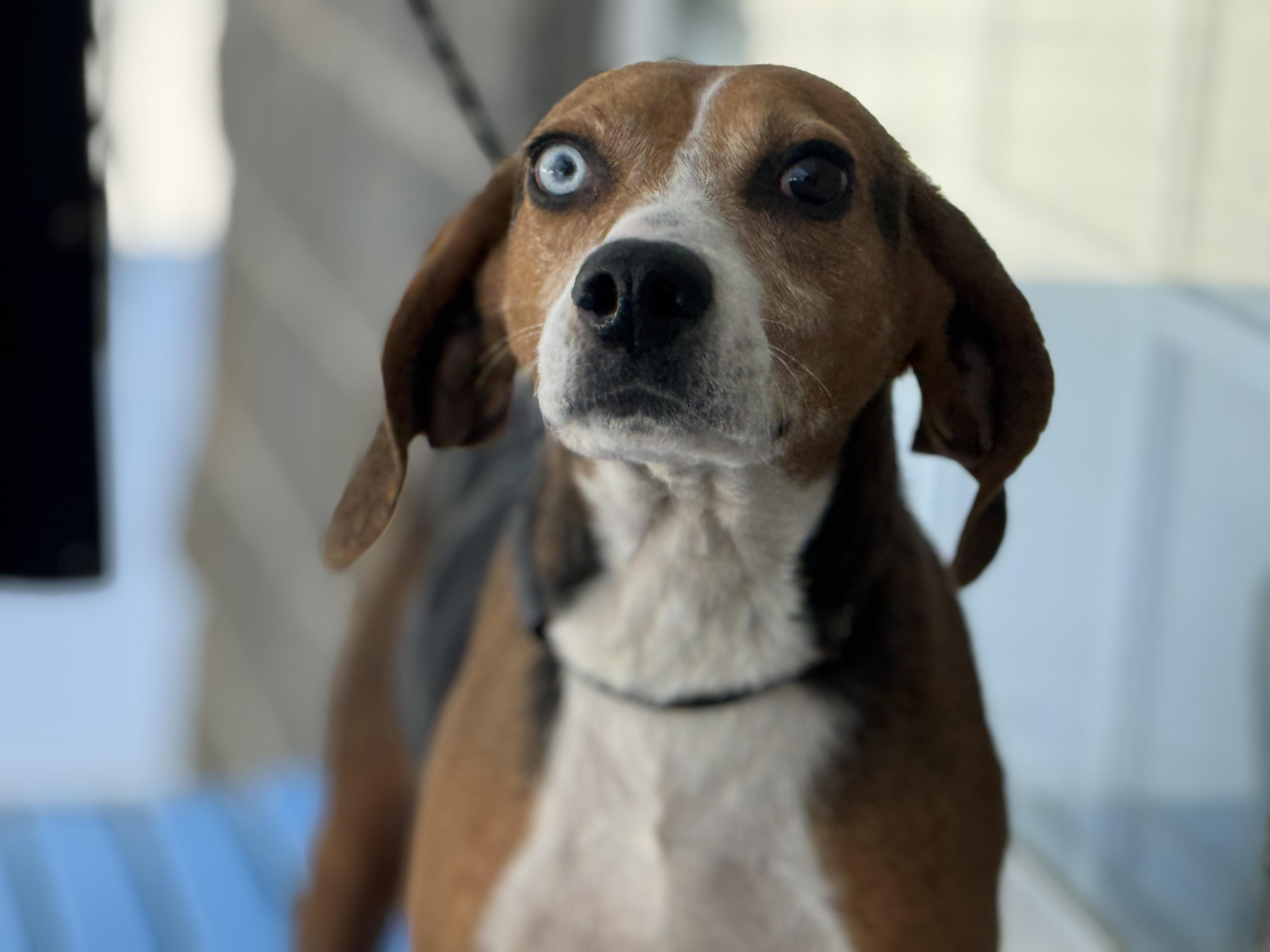 Enlarge Igor, an adopted mixed breed in Richmond, VA image 2/6