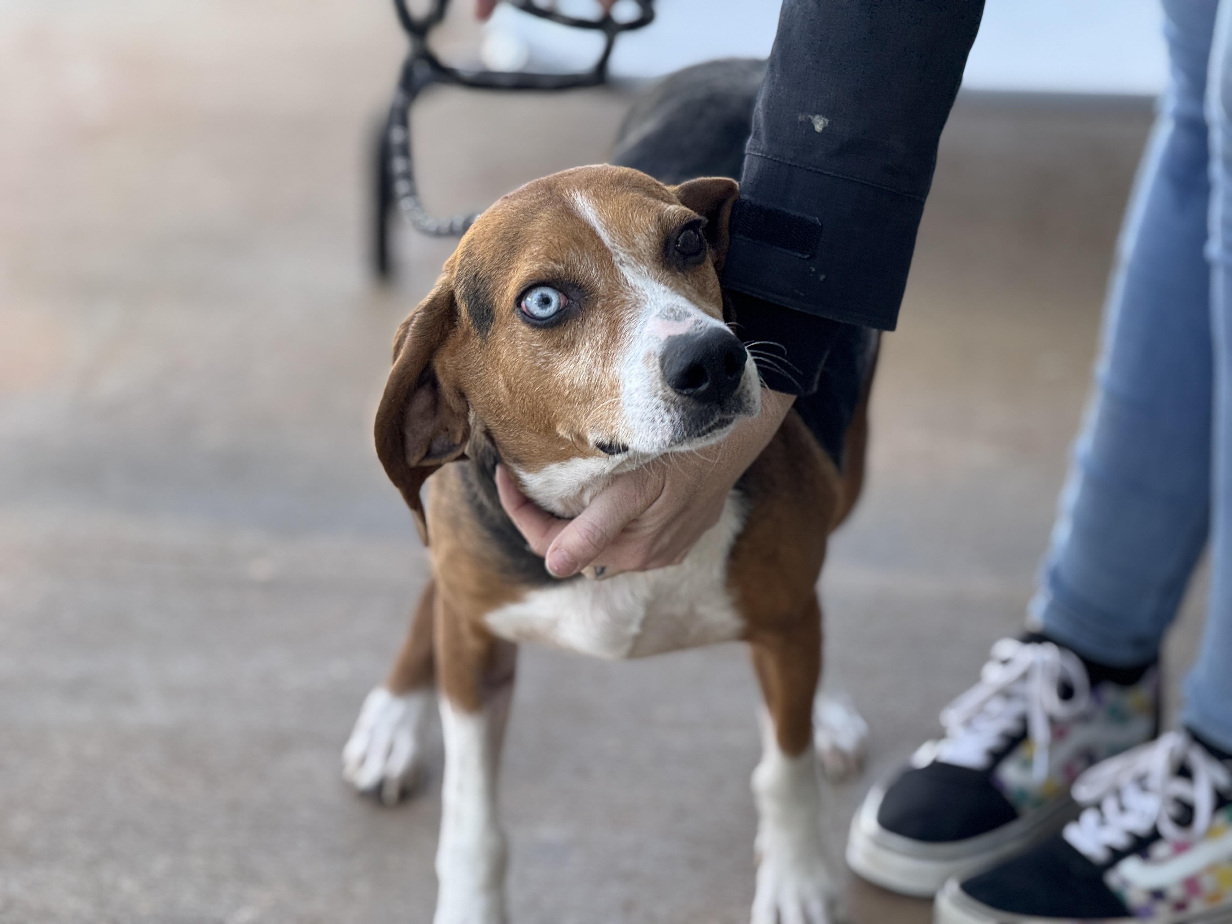 Enlarge Igor, an adopted mixed breed in Richmond, VA image 4/6