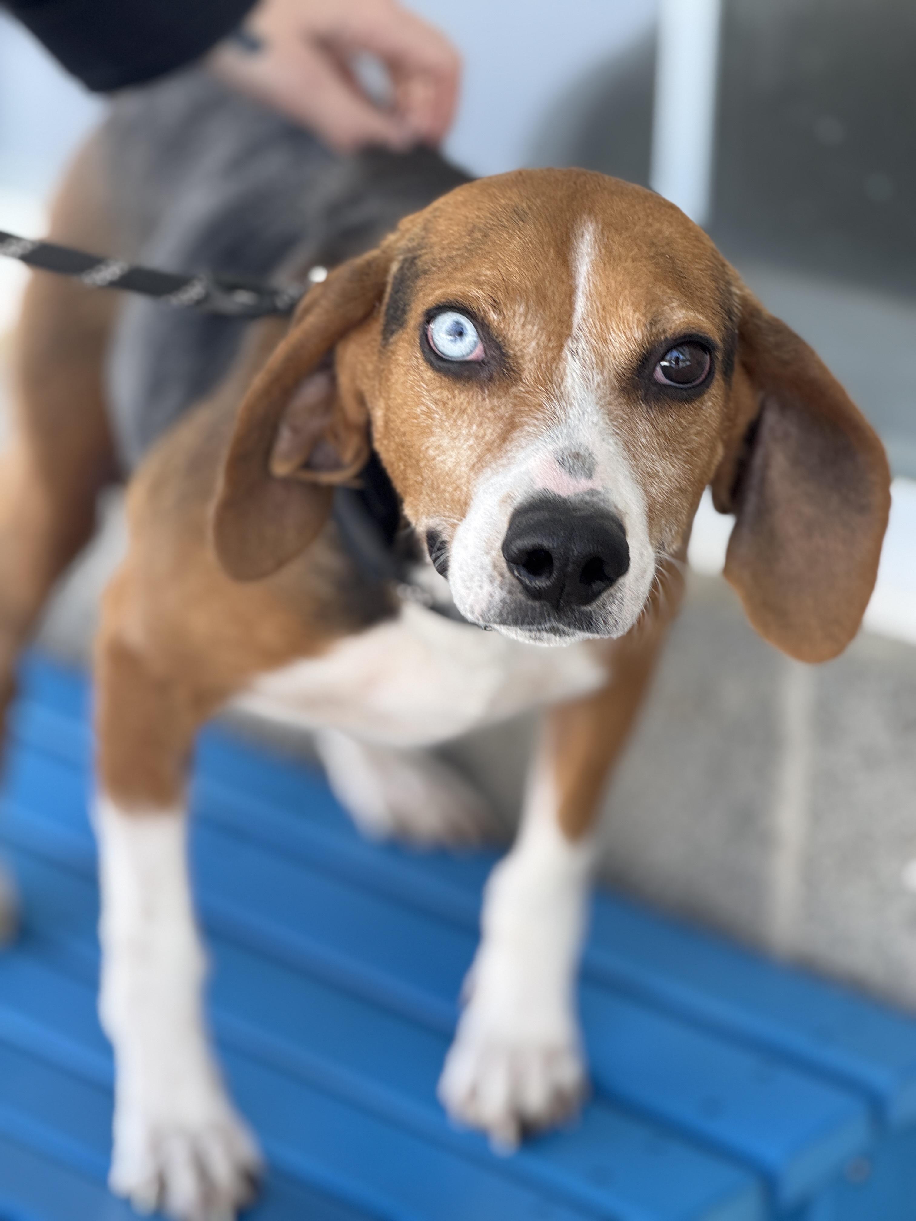 Enlarge Igor, an adopted mixed breed in Richmond, VA image 1/6