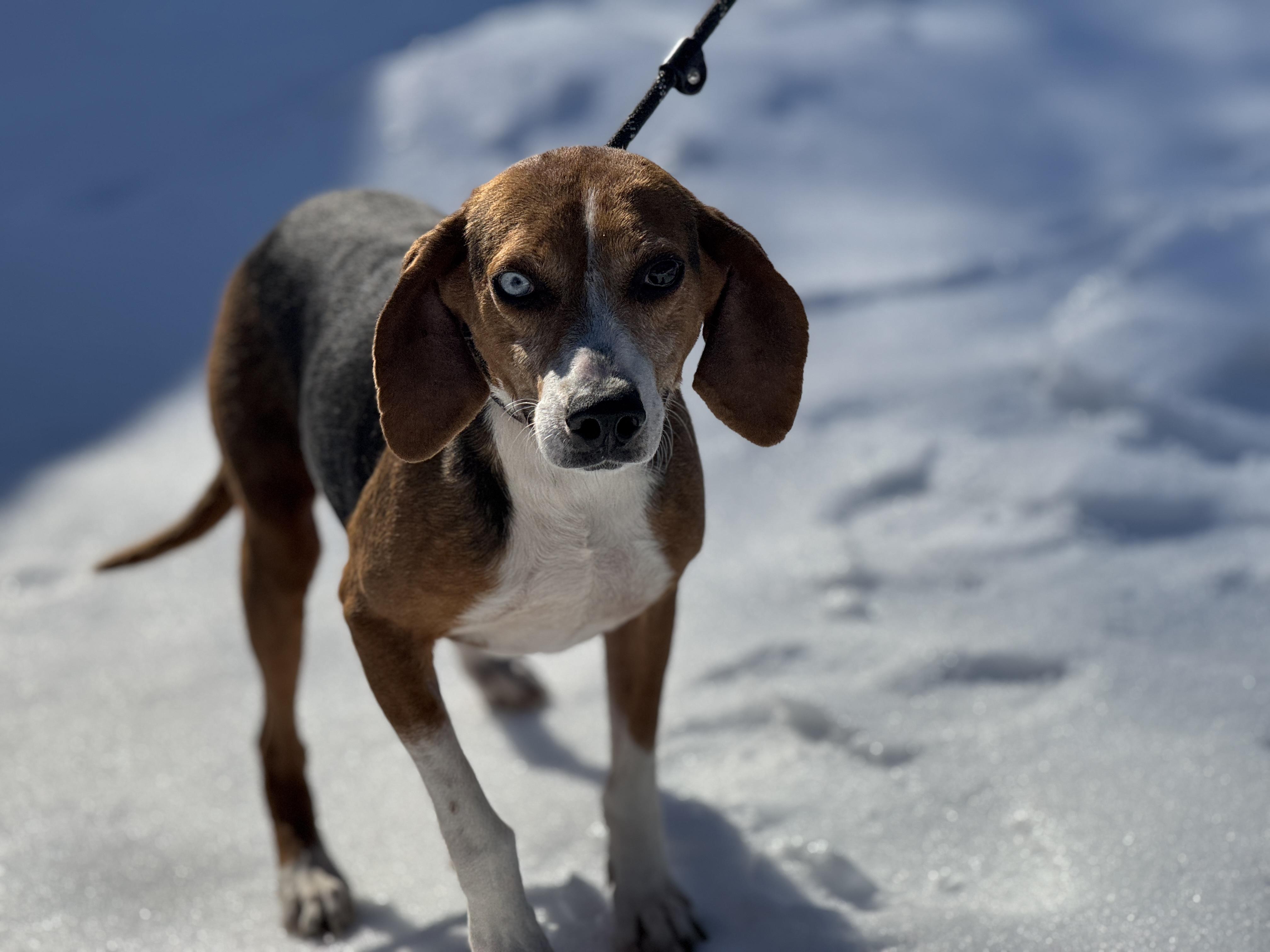 Enlarge Igor, an adopted mixed breed in Richmond, VA image 3/6