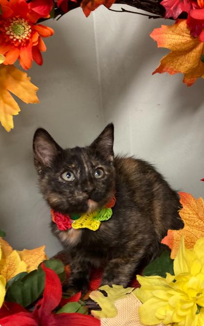 Star, Adoptable, Kitten Female Domestic Short Hair & Domestic Short Hair.