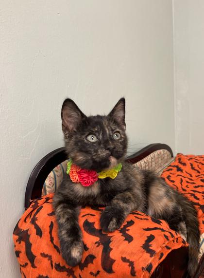 Star, a Adoptable Domestic Short Hair in Picayune, MS image 2/2