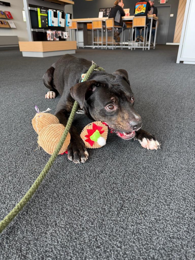 Enlarge Klaus, a Adoptable mixed breed in Pierceton, IN image 1/6