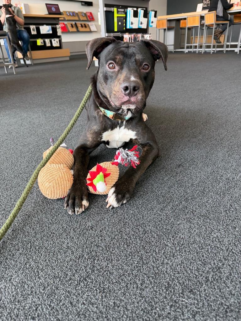 Enlarge Klaus, a Adoptable mixed breed in Pierceton, IN image 2/6