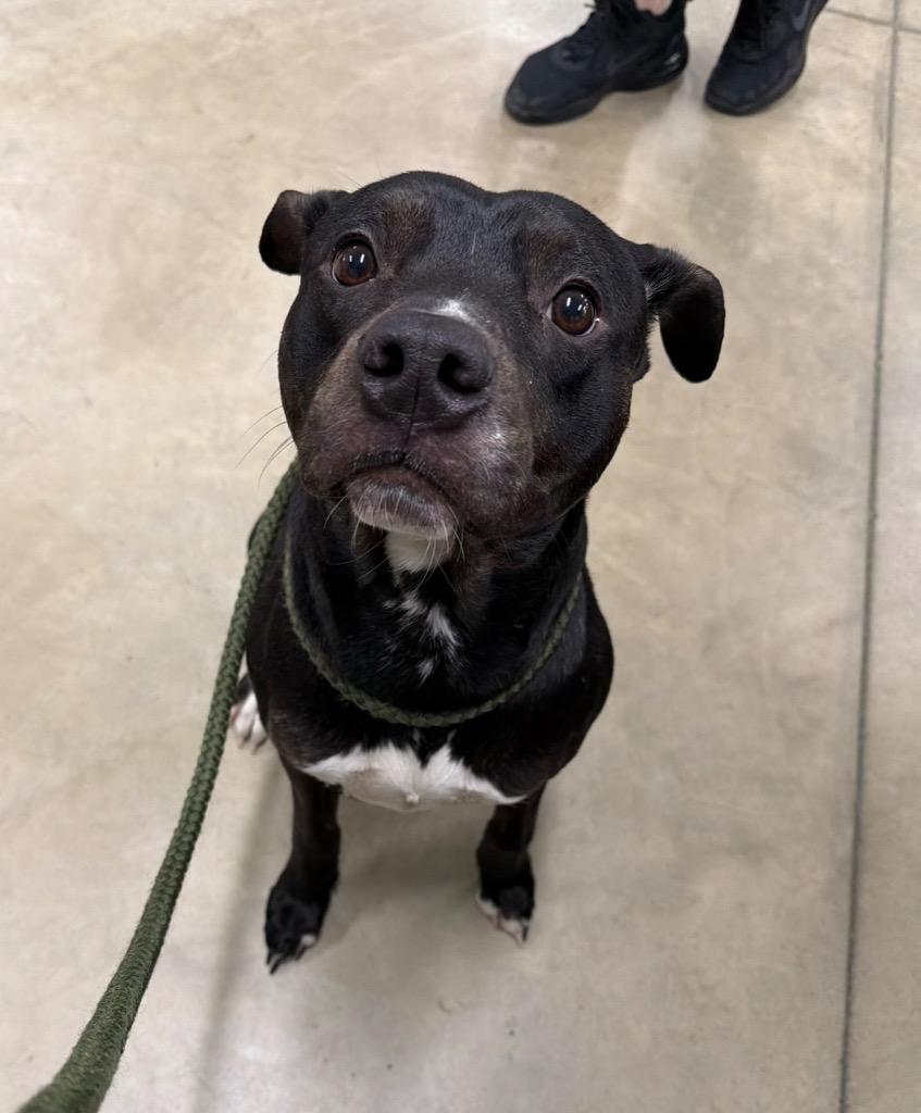Enlarge Klaus, a Adoptable mixed breed in Pierceton, IN image 3/6