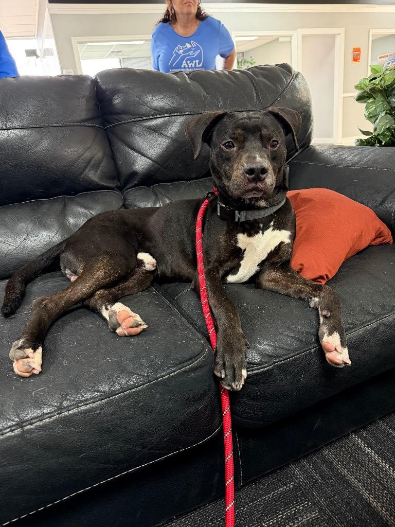 Enlarge Klaus, a Adoptable mixed breed in Pierceton, IN image 4/6
