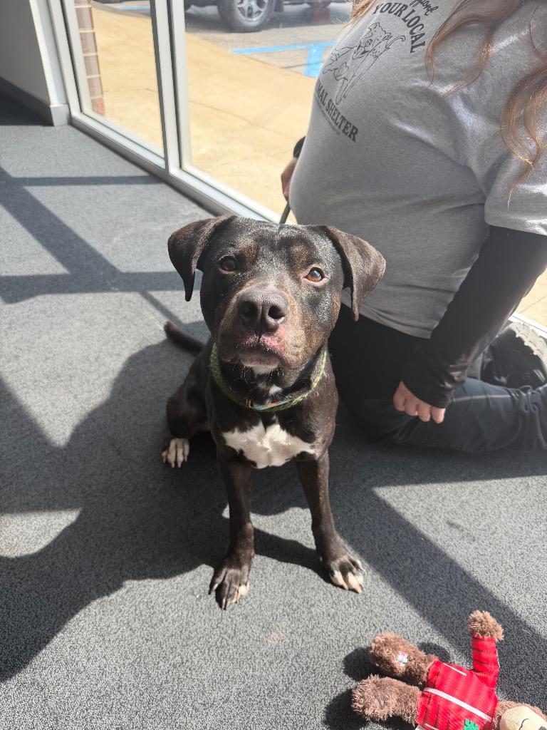 Enlarge Klaus, a Adoptable mixed breed in Pierceton, IN image 5/6
