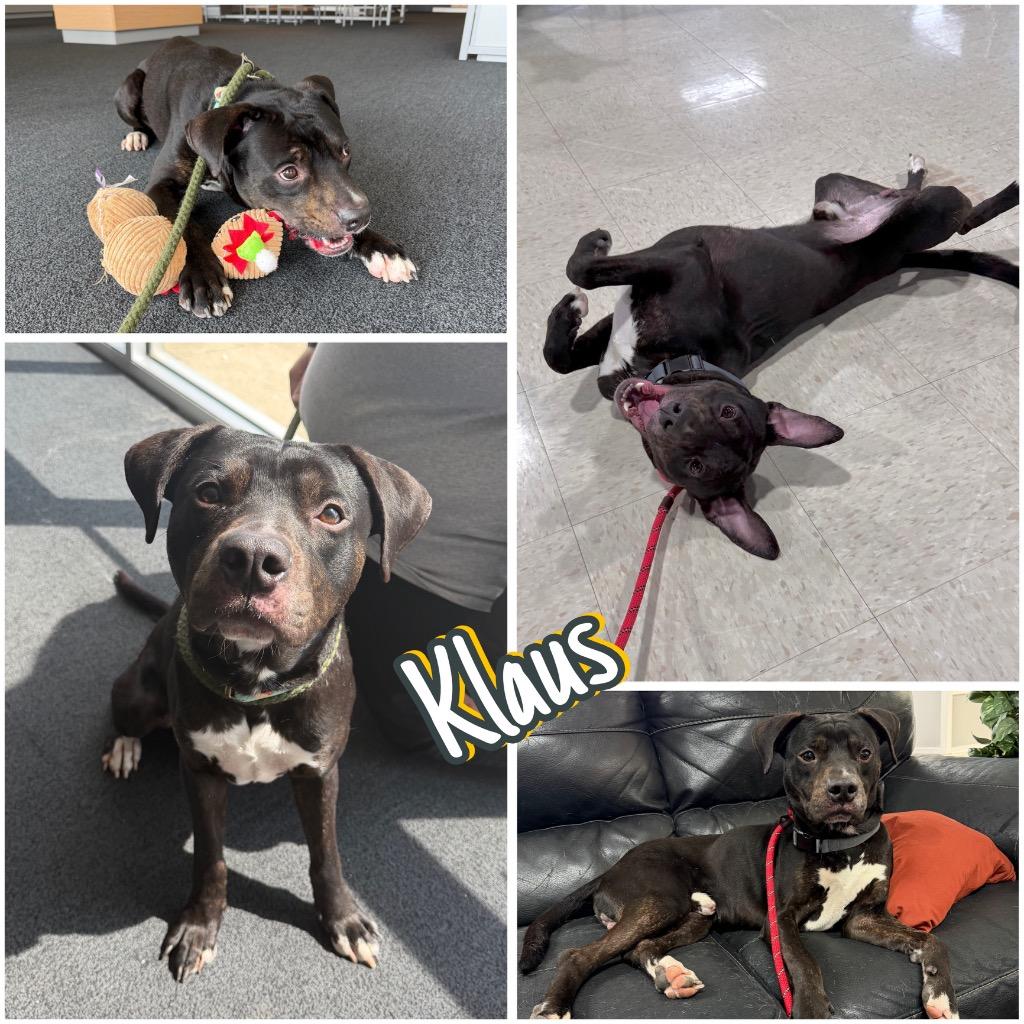 Enlarge Klaus, a Adoptable mixed breed in Pierceton, IN image 6/6