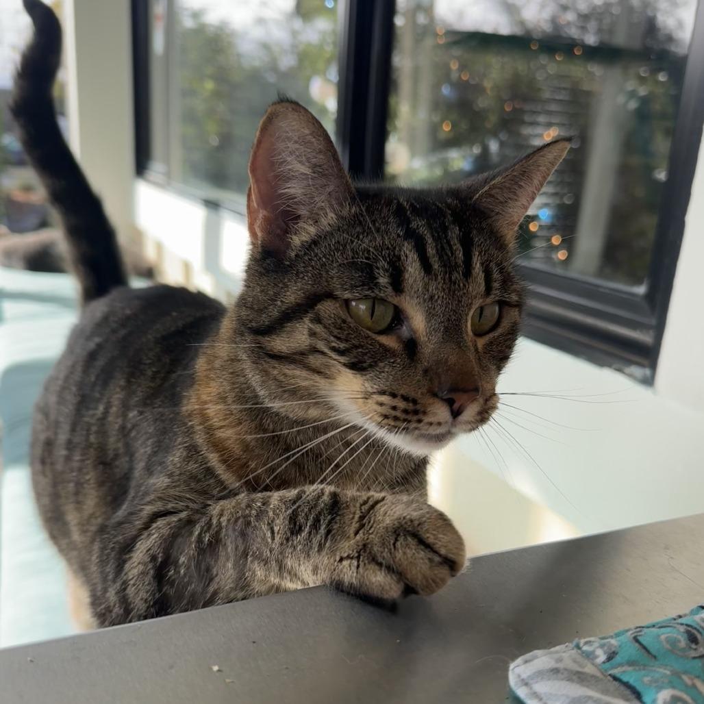 Enlarge Espresso, a Adoptable Domestic Short Hair in Buellton, CA image 1/3