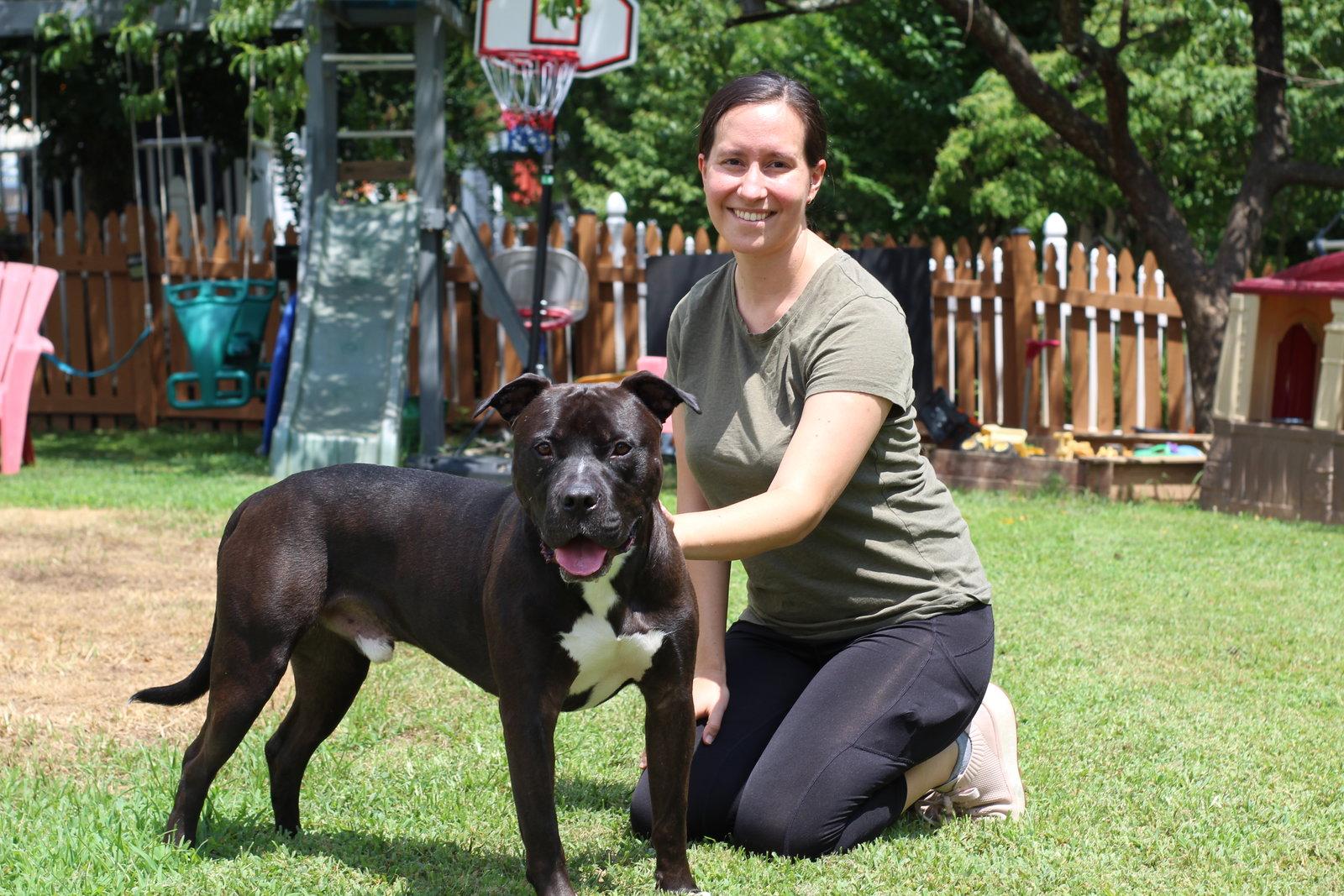 Josh, Adoptable, Adult Male Pit Bull Terrier & American Staffordshire Terrier.