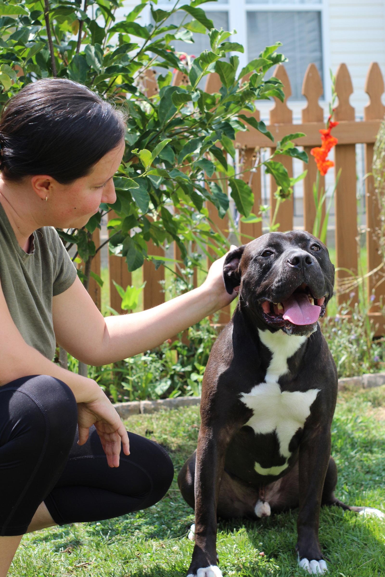 Enlarge Josh, a Adoptable mixed breed in Baltimore, MD image 2/3