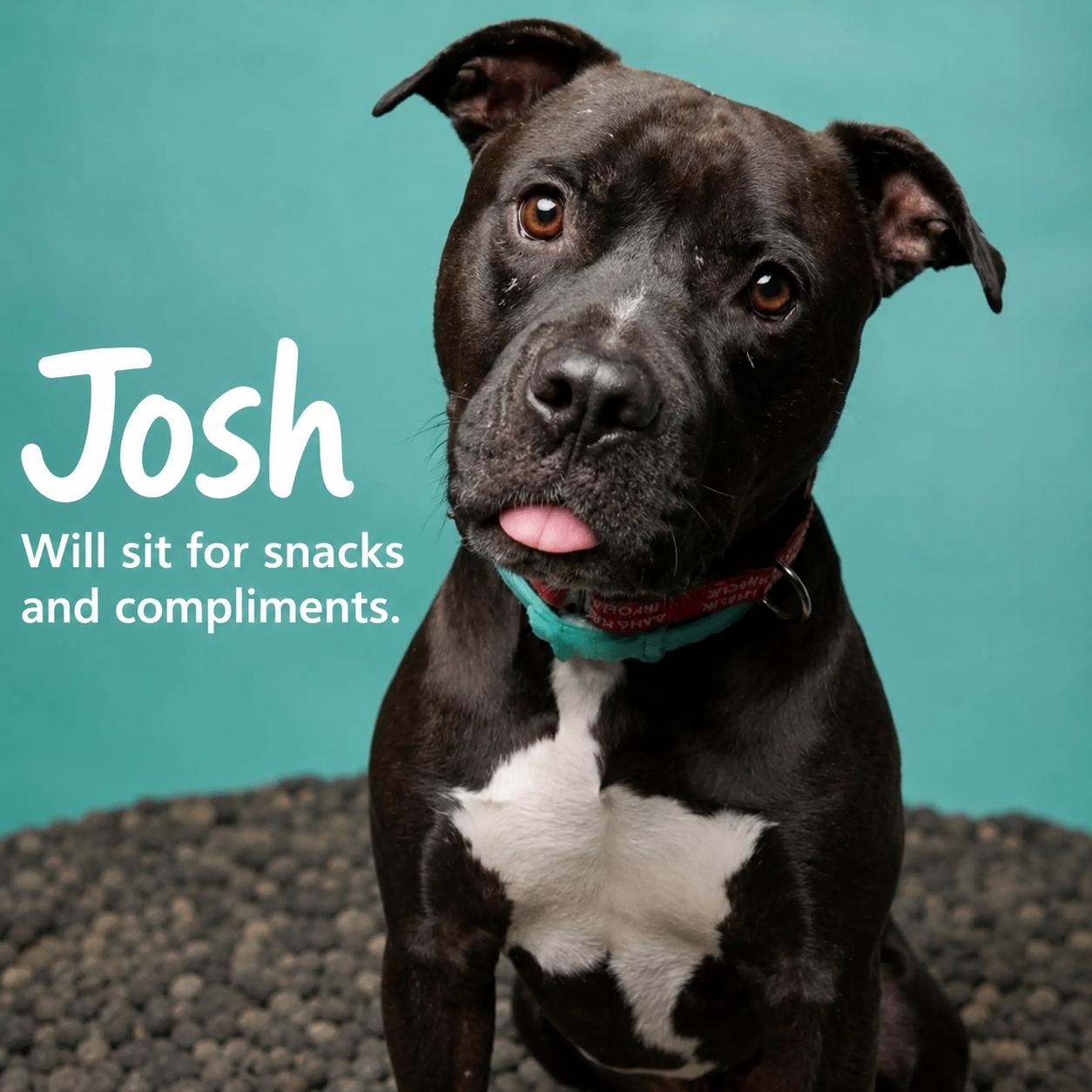 Enlarge Josh, a Adoptable mixed breed in Baltimore, MD image 3/3