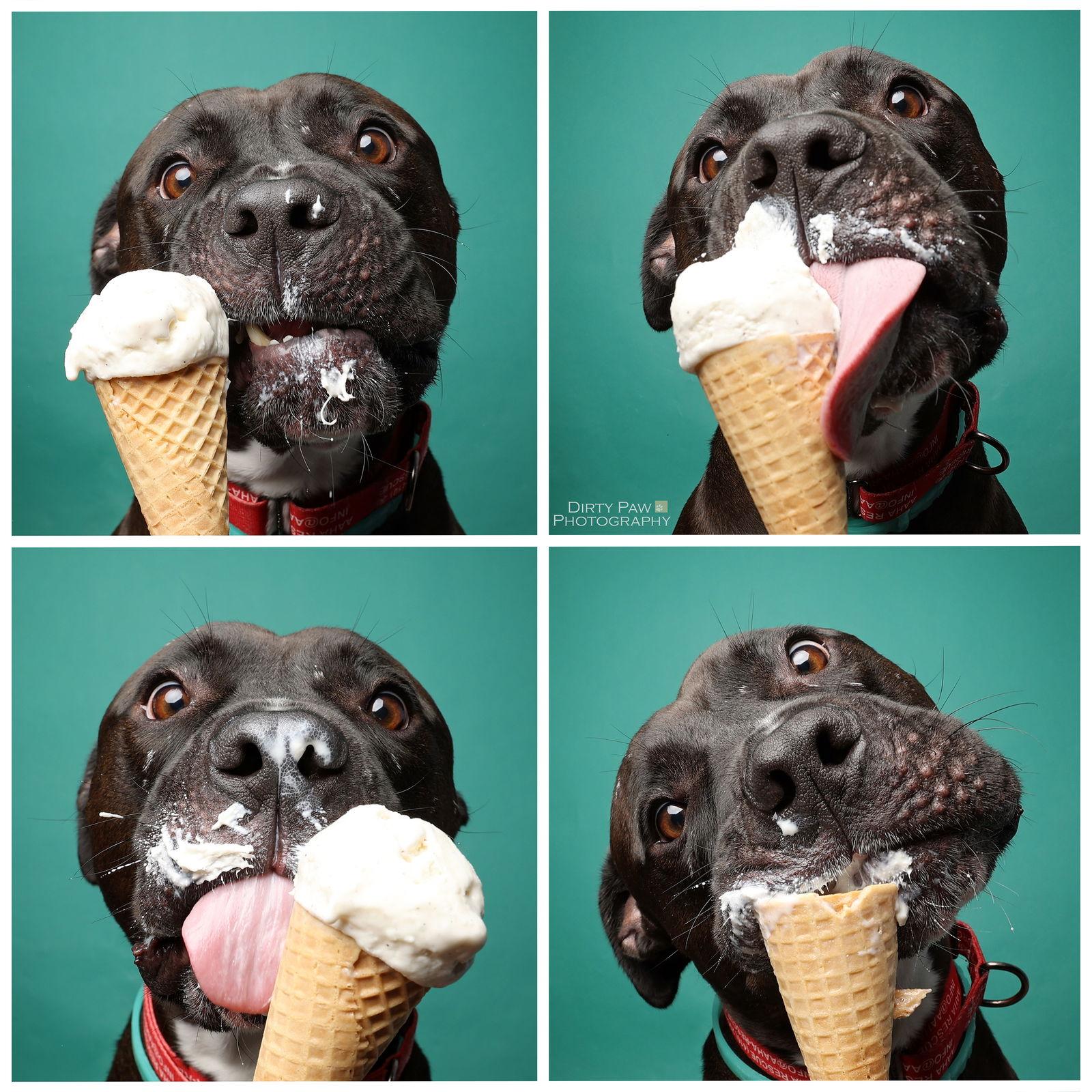 Josh, Adoptable, Adult Male Pit Bull Terrier & American Staffordshire Terrier.