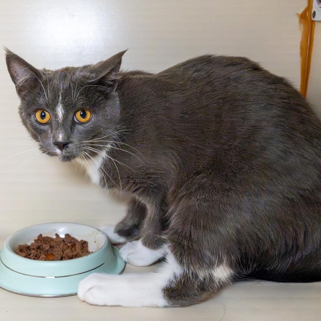 Enlarge Maddie, a Adoptable American Shorthair in South Elgin, IL image 1/3