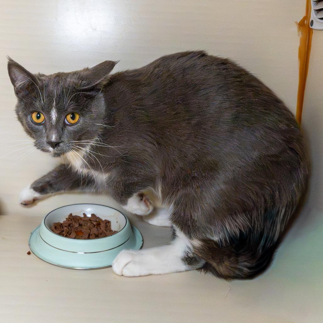 Enlarge Maddie, a Adoptable American Shorthair in South Elgin, IL image 2/3