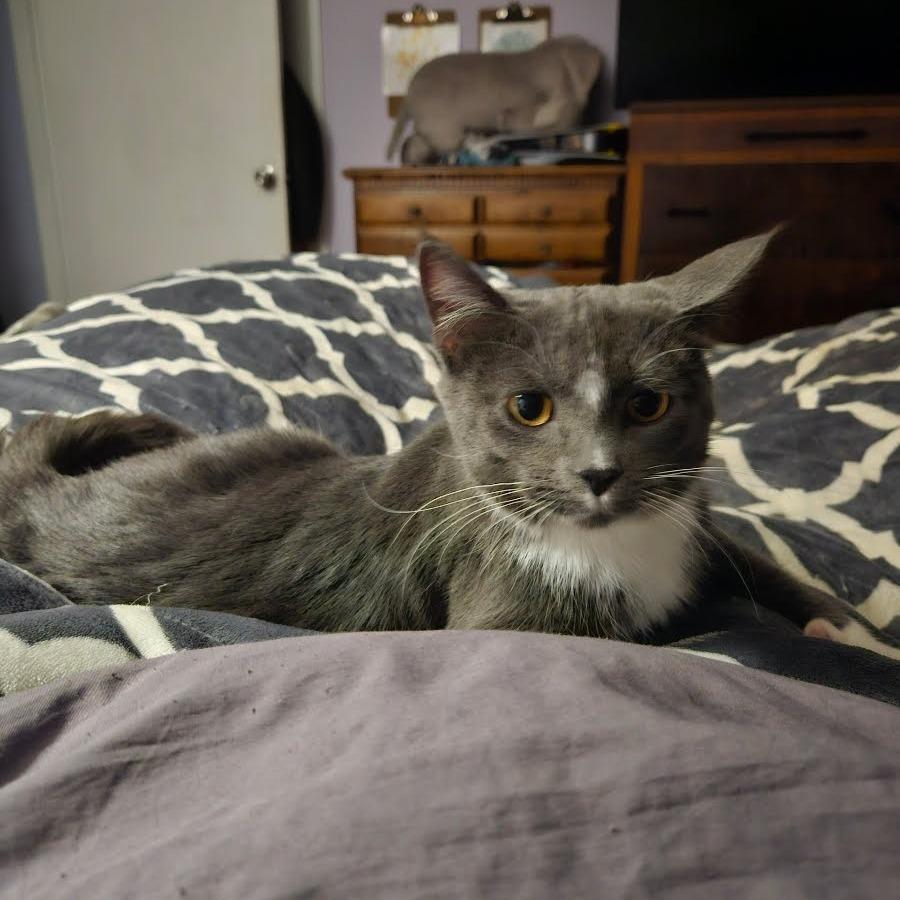 Enlarge Maddie, a Adoptable American Shorthair in South Elgin, IL image 3/3