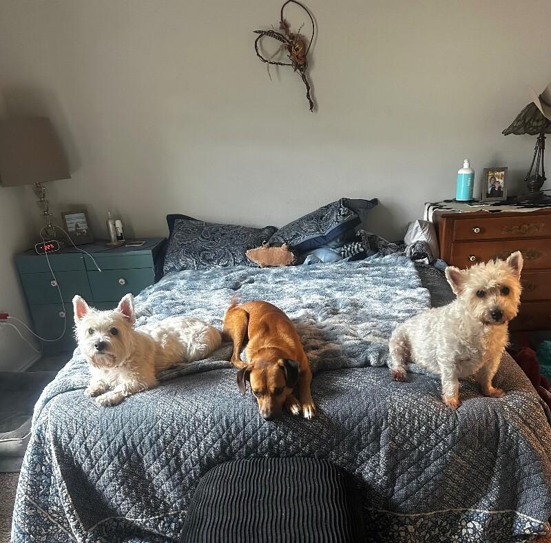 Enlarge Paco Perfect, a Adoptable mixed breed in Nashville, TN image 2/6