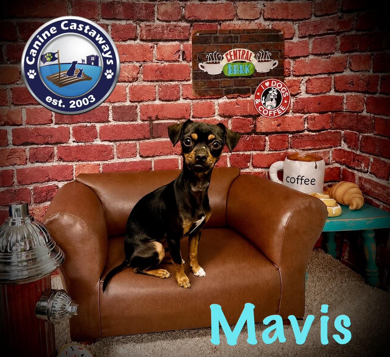 Enlarge Mavis, a Adoptable mixed breed in Arcadia, FL image 3/3